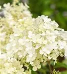 Rispenhortensie 'Bobo' - Hydrangea paniculata 'Bobo'