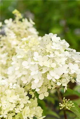 Rispenhortensie 'Bobo' - Hydrangea paniculata 'Bobo'