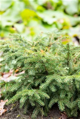 Nestfichte 'Nidiformis' - Picea abies 'Nidiformis'