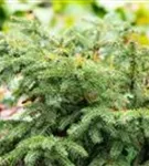 Nestfichte 'Nidiformis' - Picea abies 'Nidiformis'