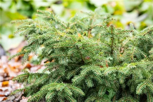 Nestfichte 'Nidiformis' - Picea abies 'Nidiformis'