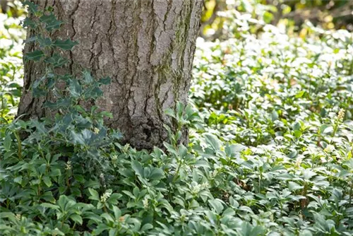 Schattengrün,Dickmännchen - Pachysandra terminalis