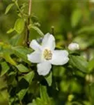 Gartenjasmin 'Manteau d'Hermine' - Philadelphus 'Manteau d'Hermine'