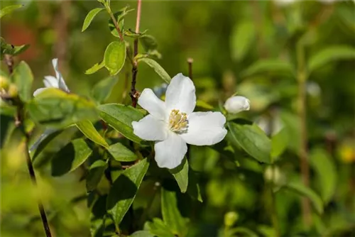 Gartenjasmin 'Manteau d'Hermine' - Philadelphus 'Manteau d'Hermine'