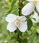 Gartenjasmin 'Manteau d'Hermine' - Philadelphus 'Manteau d'Hermine'