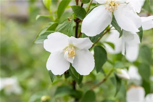 Gartenjasmin 'Manteau d'Hermine' - Philadelphus 'Manteau d'Hermine'