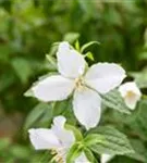 Gartenjasmin 'Manteau d'Hermine' - Philadelphus 'Manteau d'Hermine'