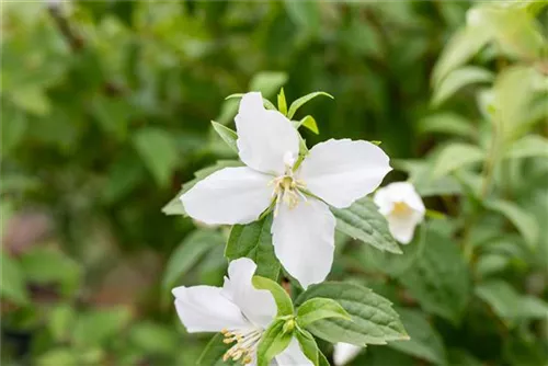 Gartenjasmin 'Manteau d'Hermine' - Philadelphus 'Manteau d'Hermine'