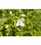 Gartenjasmin 'Manteau d'Hermine' - Philadelphus 'Manteau d'Hermine'