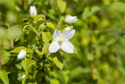 Gartenjasmin 'Manteau d'Hermine' - Philadelphus 'Manteau d'Hermine'