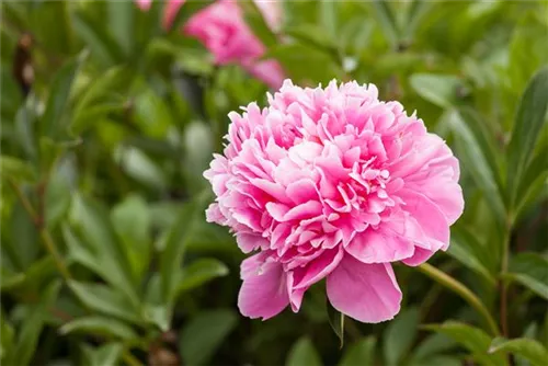 Garten-Pfingstrose - Paeonia lactiflora 'Edulis Superba'