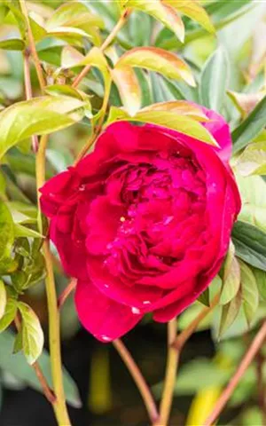 Paeonia lactiflora 'Adolphe Rousseau'