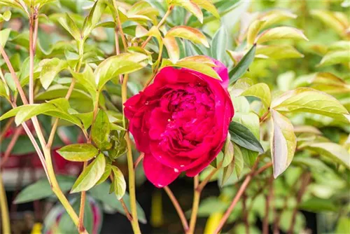 Garten-Pfingstrose - Paeonia lactiflora 'Adolphe Rousseau'