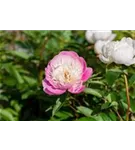 Garten-Pfingstrose - Paeonia lactiflora 'Bowl of Beauty'