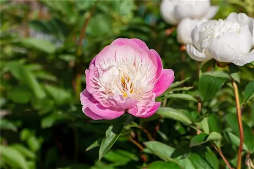 Garten-Pfingstrose - Paeonia lactiflora 'Bowl of Beauty'