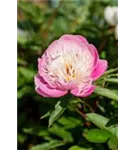 Garten-Pfingstrose - Paeonia lactiflora 'Bowl of Beauty'