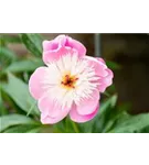 Garten-Pfingstrose - Paeonia lactiflora 'Bowl of Beauty'