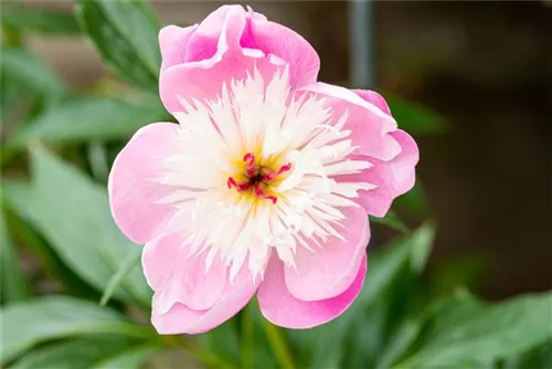 Garten-Pfingstrose - Paeonia lactiflora 'Bowl of Beauty'