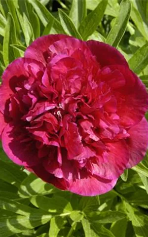 Paeonia lactiflora 'Bunker Hill'