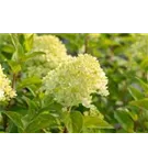 Rispenhortensie 'Limelight' -S- - Hydrangea paniculata 'Limelight' -S-