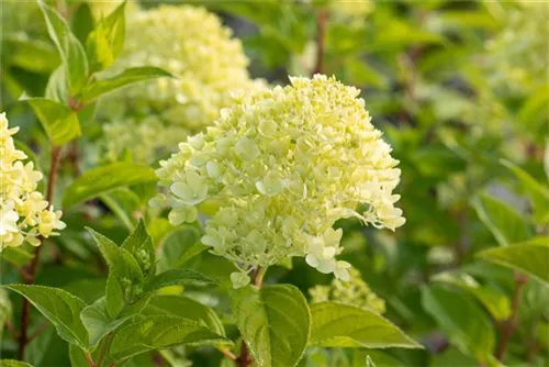 Rispenhortensie 'Limelight' -S- - Hydrangea paniculata 'Limelight' -S-