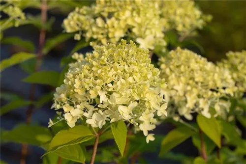 Rispenhortensie 'Limelight' -S- - Hydrangea paniculata 'Limelight' -S-