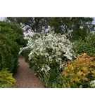 Gefüllter Gartenjasmin - Philadelphus 'Virginal' - Ziergehölze