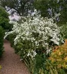 Gefüllter Gartenjasmin - Philadelphus 'Virginal'