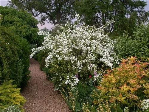 Gefüllter Gartenjasmin - Philadelphus 'Virginal' - Ziergehölze