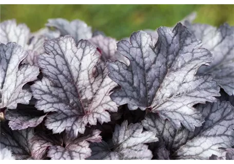 Heuchera micrantha 'Plum Pudding' -R- - Garten-Silberglöckchen