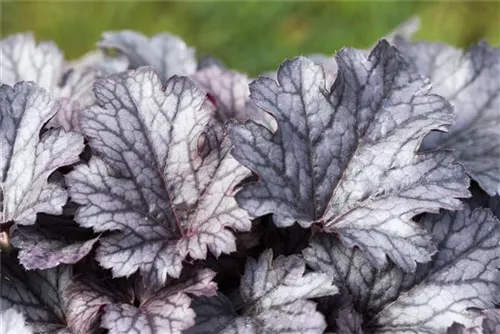 Garten-Silberglöckchen - Heuchera micrantha 'Plum Pudding' -R-