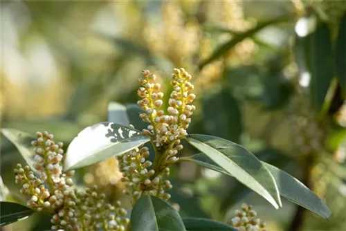 Breitw.Lorbeerkirsche 'Otto Luyken' - Prunus lauroc.'Otto Luyken'