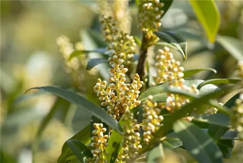 Breitw.Lorbeerkirsche 'Otto Luyken' - Prunus lauroc.'Otto Luyken'