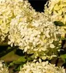 Rispenhortensie 'Phantom' - Hydrangea paniculata 'Phantom'