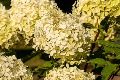 Rispenhortensie 'Phantom' - Hydrangea paniculata 'Phantom'