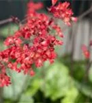 Garten-Purpurglöckchen - Heuchera sanguinea 'Leuchtkäfer'