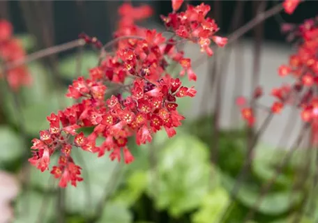 Heuchera sanguinea 'Leuchtkäfer' - Garten-Purpurglöckchen