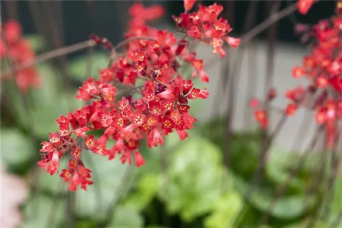 Garten-Purpurglöckchen - Heuchera sanguinea 'Leuchtkäfer'