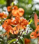 Riesen-Türkenbund-Lilie - Lilium henryi