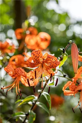 Riesen-Türkenbund-Lilie - Lilium henryi