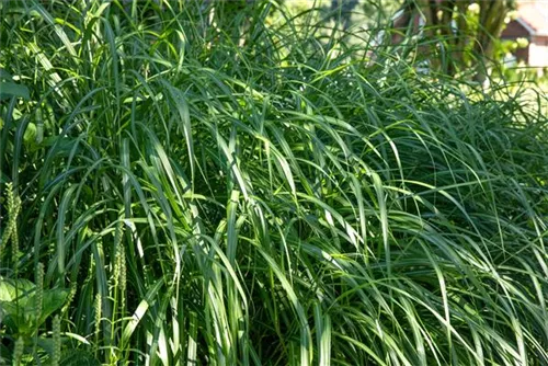 Garten-Chinaschilf, Garten-Landschilf - Miscanthus sinensis 'Malepartus'