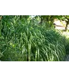 Garten-Chinaschilf, Garten-Landschilf - Miscanthus sinensis 'Malepartus'