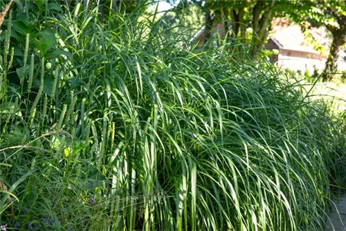 Garten-Chinaschilf, Garten-Landschilf - Miscanthus sinensis 'Malepartus'