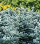 Kleine Blaufichte - Picea pungens 'Glauca Globosa'