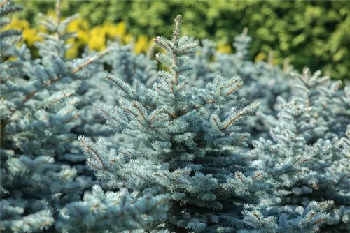 Kleine Blaufichte - Picea pungens 'Glauca Globosa'