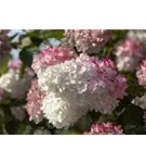 Rispenhortensie 'Sundae Fraise' - Hydrangea paniculata 'Sundae Fraise'