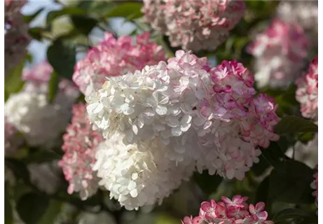 Hydrangea paniculata 'Sundae Fraise' - Rispenhortensie 'Sundae Fraise'