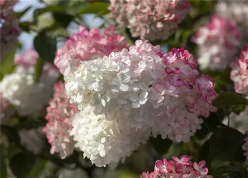 Rispenhortensie 'Sundae Fraise' - Hydrangea paniculata 'Sundae Fraise'