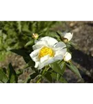 Garten-Pfingstrose - Paeonia lactiflora 'Krinkled White'