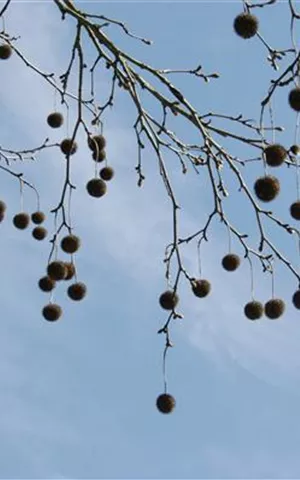 Platanus acerifolia - Formgehölze